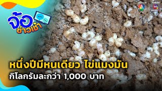 หนึ่งปีมีหนเดียว ไข่แมงมัน กิโลกรัมละกว่า 1,000 บาท | จ้อข่าวเช้า