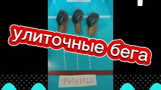 Улиточные бега | Улитки Ахатины соревнуются на скорость на улиточном ипподроме 😂👍 Выбери фаворита!