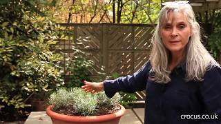 How to prune lavender