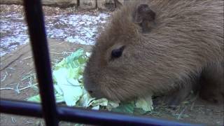 カピバラさんのディナータイム　Dinner time for Hana the Capybara -long version-