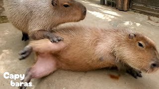 イタズラ好きのカピバラさん お昼寝中の仲間にポンっ！★Capybaras Mischievous/神戸どうぶつ王国