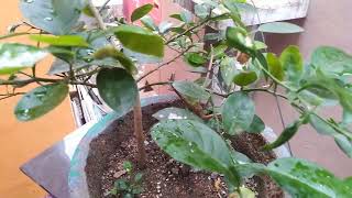 வாங்க மாடித்தோட்டம் பார்க்கலாம் #nature ,#viral #maadi_thottam_for #gardening #garden #shortsfeed