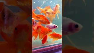 Beautiful Gold fishes #shorts #trending #fish