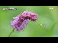 전매청 바라보多 지리산 야생화 kbs 200922 방송