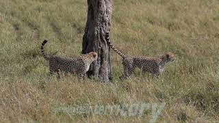 Cheetahs marking their territory