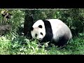 20181215 圓仔抱大砲灰罐射蔬果飛彈 the giant panda yuan zai pds