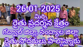 06-01-25 మిర్చి రైతు ప్రదర్శన నిర్వహించారు.రోజ్ లీన్ వారి సరికొత్త మిరప విత్తనం\