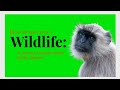 Wild | Wildlife Documentary 4K | Queensland Animals and Landscapes