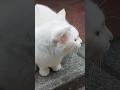 He loves watching people passing on the street. #lovelycat #whitecat #onthestreet #cat #fy