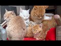 猫団子 ねこだんご がかわいくてとにかく癒される