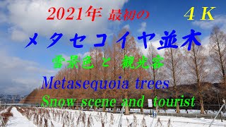 【4K】 2021年1月4日　メタセコイヤ並木　雪景色と観光客　Snow scene and tourist