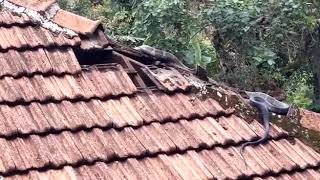 King cobra on house roof,ಮನೆ ಏರಿದ ಕಾಳಿಂಗ ಸರ್ಪ