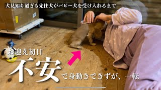 【犬見知り過ぎる先住犬がパピー犬を受け入れるまで#3】不安から一転　イングリッシュコッカースパニエル「みみ」の気持ち