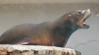 4K　カリフォルニアアシカが鳴いてます～　8.マリンサファリ -ひれあしの入り江-　新潟市水族館マリンピア日本海に行って来ました～♪　C0045