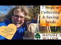 How to Collect and Save Seeds