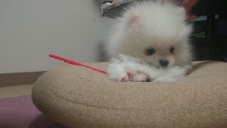 可愛すぎるポメラニアンの子犬がねこじゃらしで猫になっちゃった！？　The puppy became a cat after playing with cat toy.