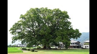 「一樹、森成す」クスの大木　徳島県東みよし町「加茂の大クス」