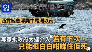 西貢鯨魚｜專家批政府介入太慢促檢討  江玉歡：政府唔能夠企太後｜01新聞｜鯨魚｜海洋｜漁護署｜受傷｜