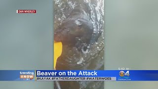 Trending: Beaver On The Attack