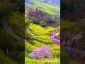 china stunning rice terraces bali rice terrace rice fields bali bali rice fields shorts