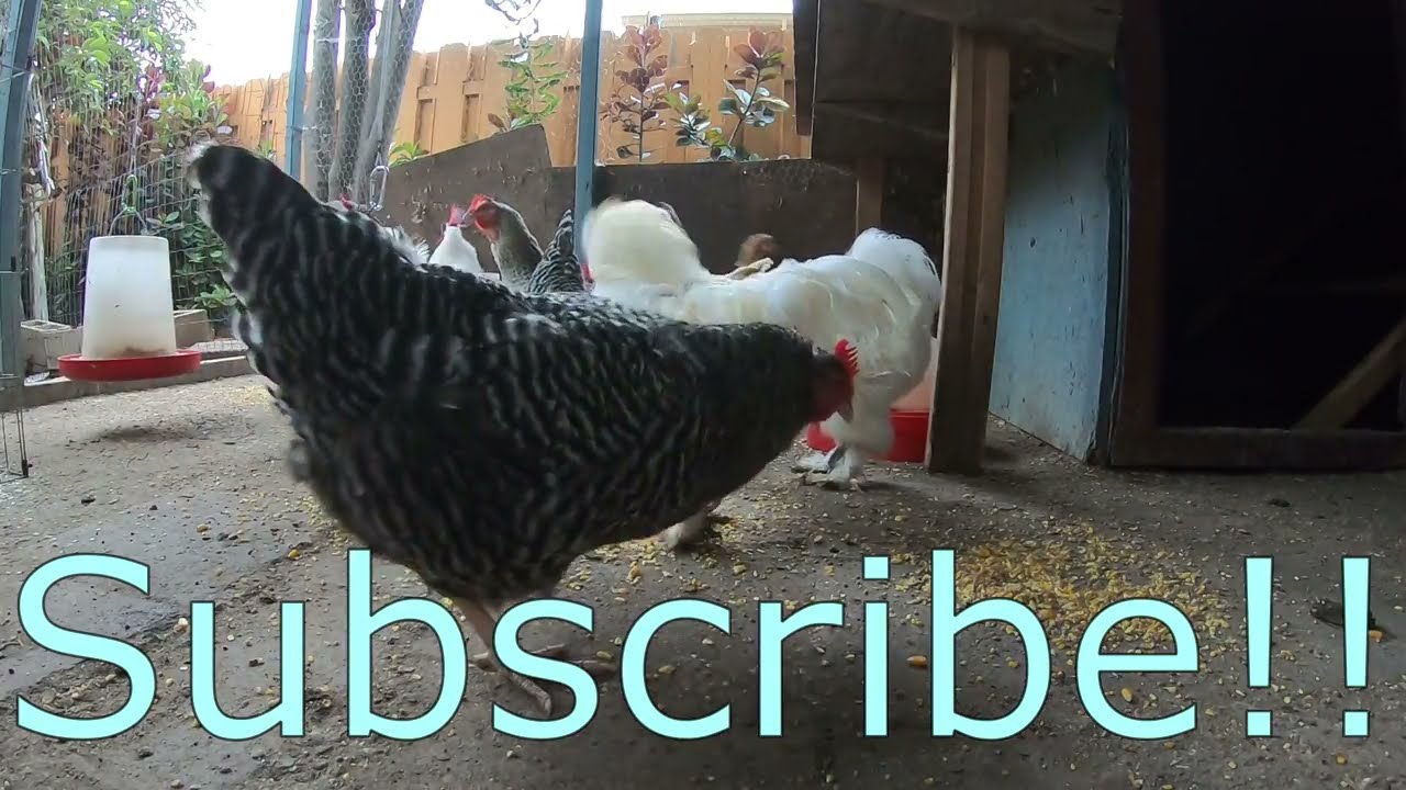 Backyard Chickens Relaxing Activity Compilation Sounds Noises Hens ...