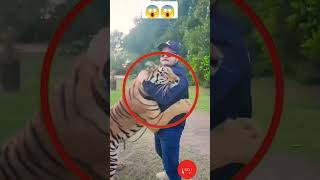 400KG TIGER ATTACK ON MAN ARMS ||🔥😱😱  #shorts #shortvideo #short