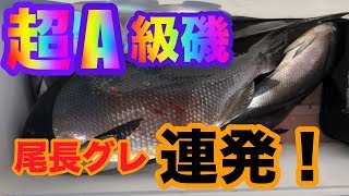 鵜来島白岩で尾長グレ連発！磯釣り