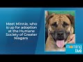 Meet Minnie, who is up for adoption at the Humane Society of Greater Niagara