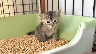 生後24日 鳴きながら初めておしっこをする赤ちゃん猫【ラプ保護物語#30】Kitten peeing in the toilet for the first time while purring.子猫