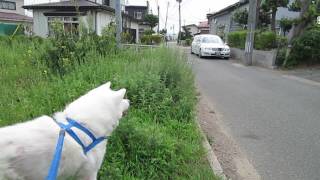 【秋田犬げんき】大好きなお婆さんと悲しいお別れをしました【akita dog】