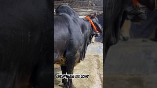 Huge Z Black Heavyweight Shahiwal Deshal Bull with amazing Big Hump in Buddu Cattle Ranch | #cow