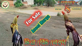 Aseel Murga Top Quality 2022 টিয়া ঠোঁট মোরগ 2022 Puruliar Aseel Murga 2022 Aseel Fourm Murga Bazar