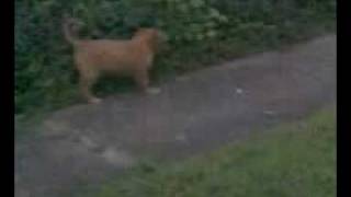 Toller Fun! Gunner 2 months old