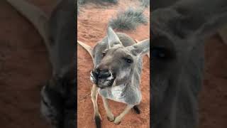 Sweet Kangaroo Ralph