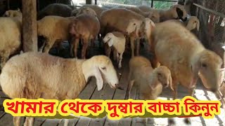 পর্বঃ৪৯৯ চট্টগ্রাম শহরের মধ্যে বিশাল দুম্বার খামার।দেখুন কি জাতের ও কত গুলো দুম্বা রয়েছে এই খামারে