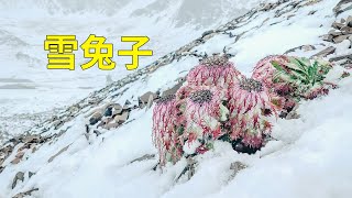 《極限挑戰》嘉賓採摘的雪兔子，這種珍貴到科考隊都舍捨不得摘的植物是什麼？