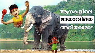 മായാവി ആനയുടെ കഥ | vazhuvady sreekandan elephant kerala| വഴുവാടി ശ്രീകണ്ഠൻ @Aanakkaryam