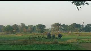 বনের হাতি লোকালয়ে ডুকে কেমন তান্ডব করছে 🐘 hatir video |#elephantattack #elephant