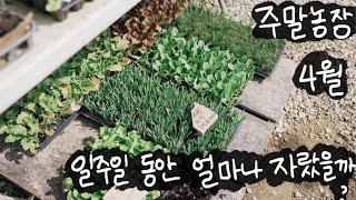 [ep.2] 일주일동안 얼마나 자랐을까? / 주말농장, 텃밭 초보자를 위한 가이드 / 5평이 충분한지 궁금하다면?