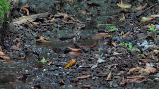 山中湖 大洞の泉のクロツグミ（雌）の水浴び　その６６（4K60P動画）