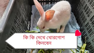 #কি কি দেখে খোরগোশ কিনবেন#রবিট#rabbit