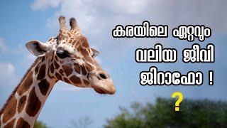 കരയിലെ ഏറ്റവും വലിയ ജീവി  ജിറാഫോ ? | Amazing facts about giraffe | © Kappithan