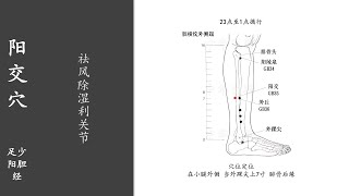 人体穴位282：阳交：祛风除湿利关节，用指尖掐揉阳交穴3～5分钟，长期按摩，可改善哮喘 20220317