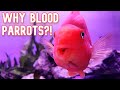 Get Blood Parrots, 5 Reasons Why!!