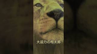 とべ動物園の百獣の王ライオン柑太郎