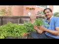 how to grow coriander and parsley difference between coriander and parsley