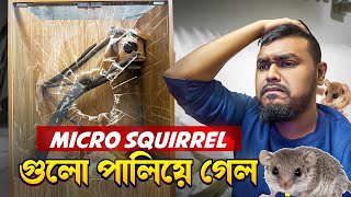 Micro Squirrel গুলো পালিয়ে গেল | Zakilove \u0026 Pets