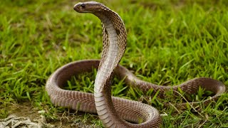 Spectacled Cobra|गोमन सर्प