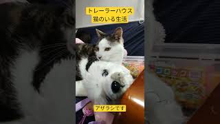 トレーラーハウス　猫のいる生活