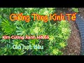 24/7 GL giống Tùng trồng kinh tế Kim cương xanh mỡ gà giá hạt tiêu Sđt 0981962103